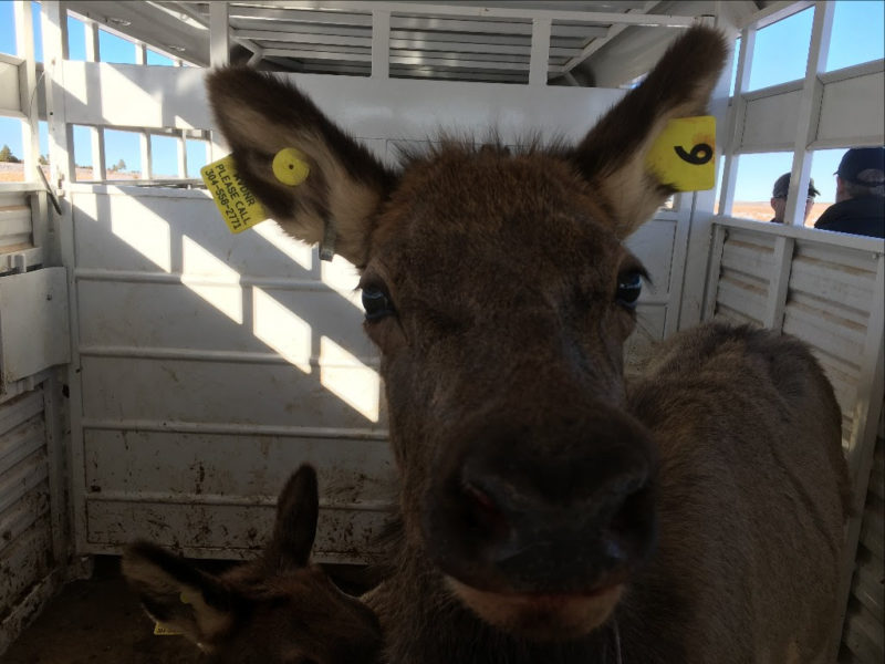 An elk and her calf will be released in the Tomblin Wildlife Management Area in Logan County.