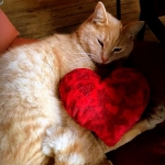 Norman, mascot of Maggie's Pub