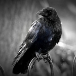 The Raven