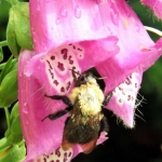 Foxglove thrives in the Garvey House Gardens