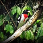 Grossbeak visiting Garvey House feeder