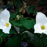 Trillium flourish in the woods behind Garvey House