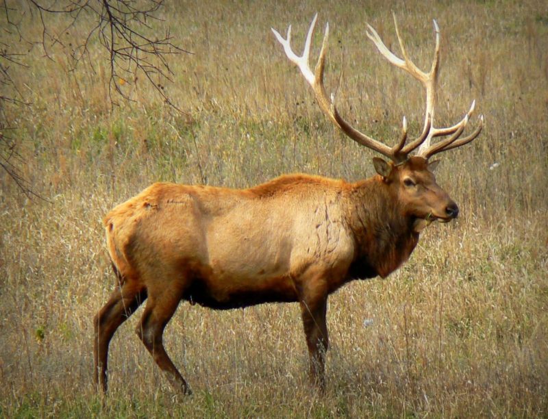 Fifty elk will be released in the Tomblin Wildlife Management Area near Logan, West Virginia.