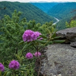 Rhododendron Catawbiense