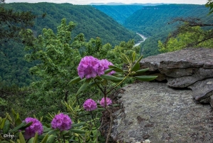 Rhododendron Catawbiense grows wild on the rim of the New River Gorge Photo courtesy Rick Burgess.