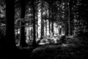 Forest near Grafton, West Virginia, out of which the Grafton Monster allegedly appeared.