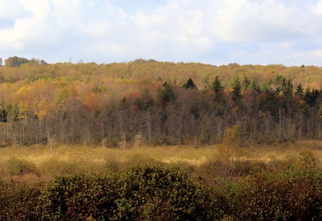 The Cranesville Swamp is protected within the Cranesville Swamp Nature Preserve.