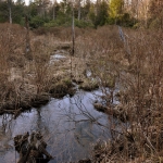 Kates Branch Wetlands