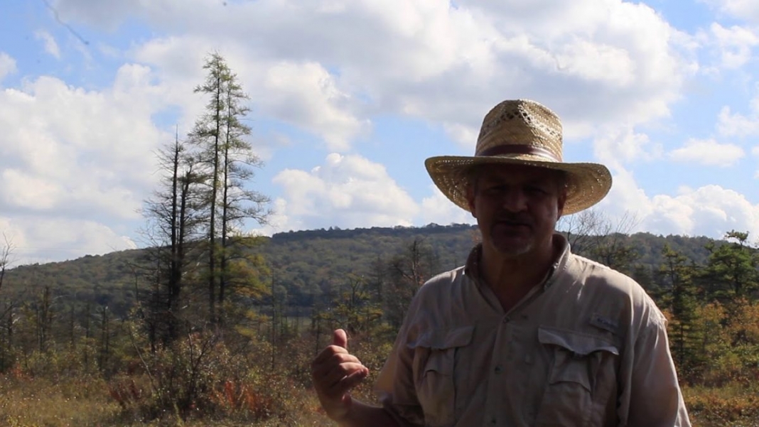 Southern extent of tamarack highlight of Cranesville Swamp
