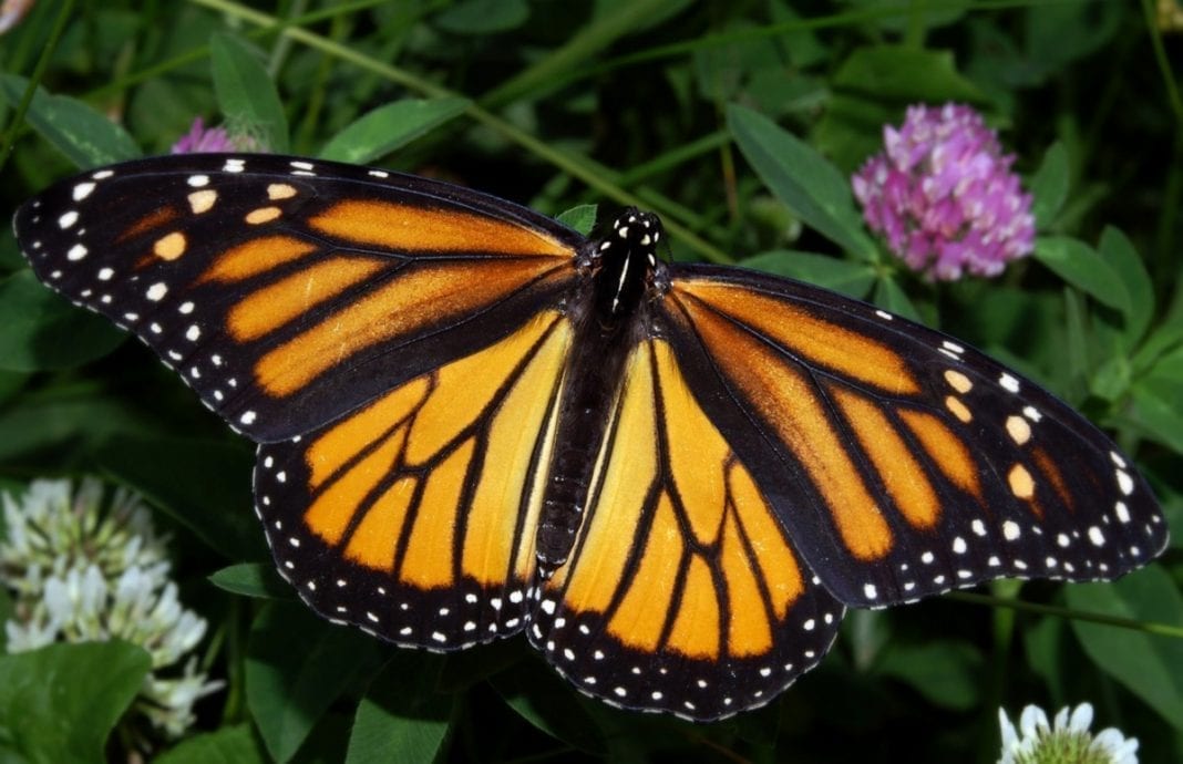 The monarch is West Virginia's official state butterfly.