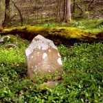 Periwinkle in cemetery near Grandview