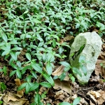 Perriwinkle in West Virginia cemetery