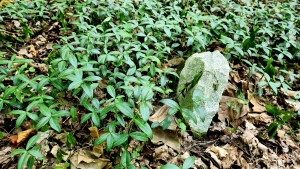 Perriwinkle in West Virginia cemetery