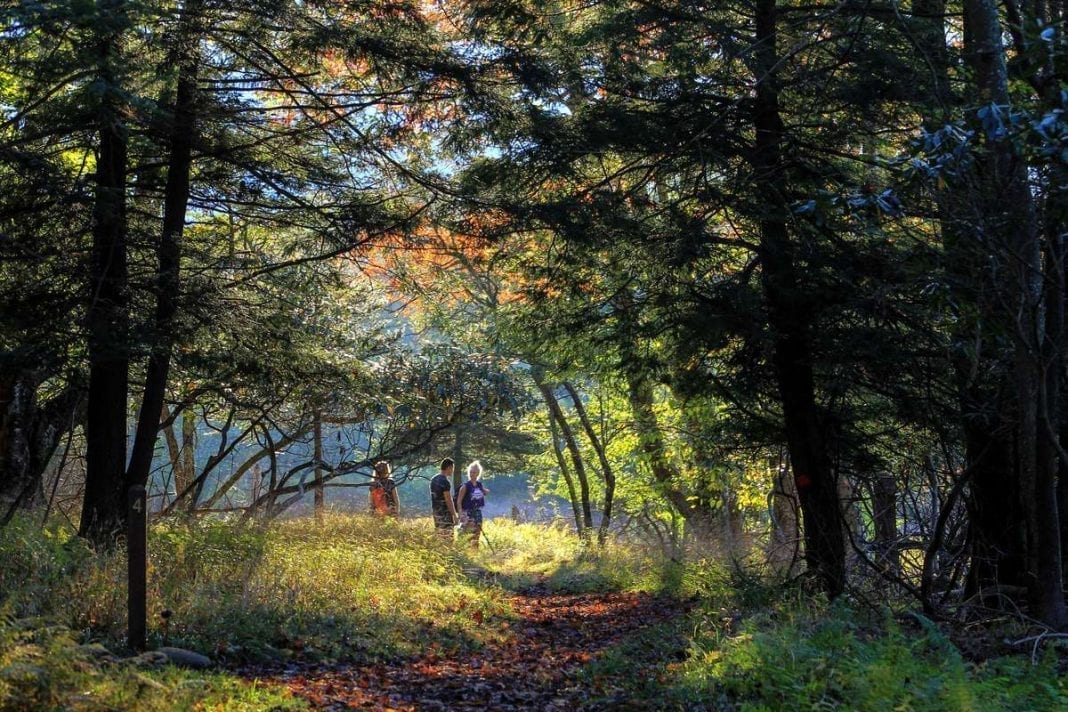 Hikers wander among hemlock at Canaan Valley Resort State Park in Tucker County, West Virginia.