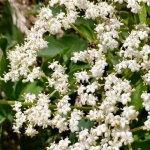 Elderberry in West Virginia (WV)