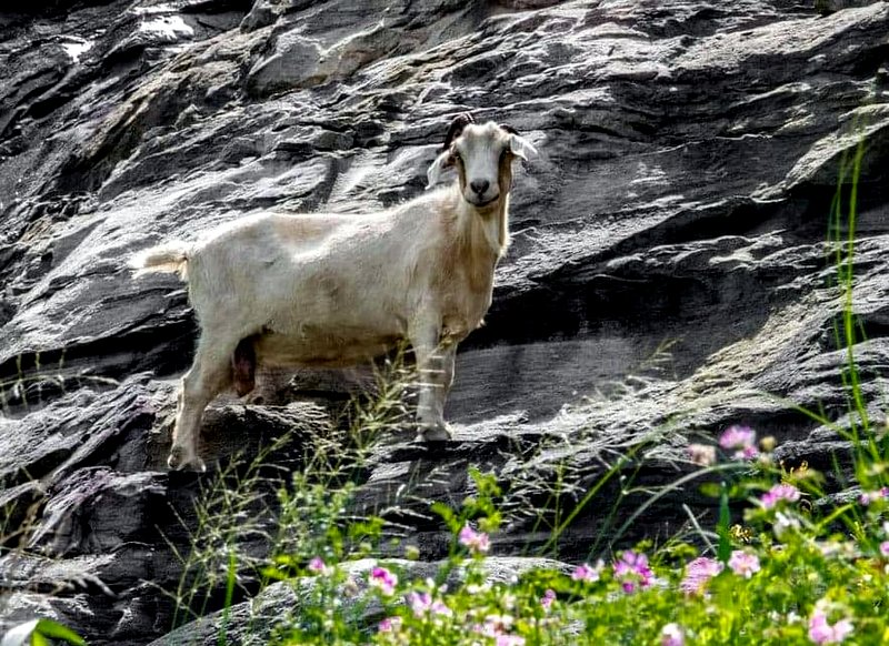 Famous West Virginia goat has likely passed