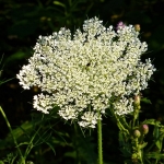 Queen Annes Lace in West Virginia