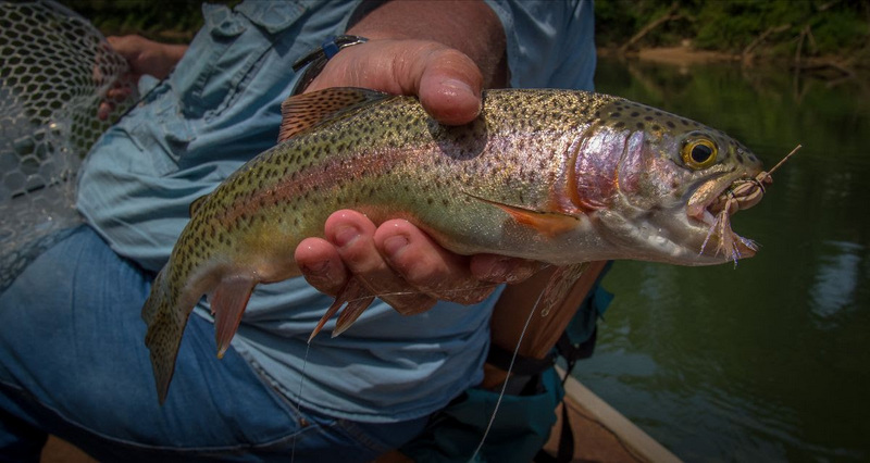 An angler in West Virginia shows off his catch, a rainbow trout.