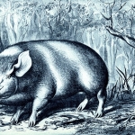 Hog in West Virginia forest