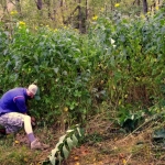 Justyn Marchese among sunchokes