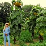 Sunflowers in Wirt County, West Virginia