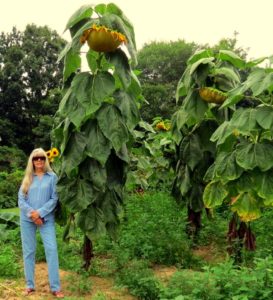 Bonnie Taylor stopped to document a garden of giant sunflowers in Wirt County.