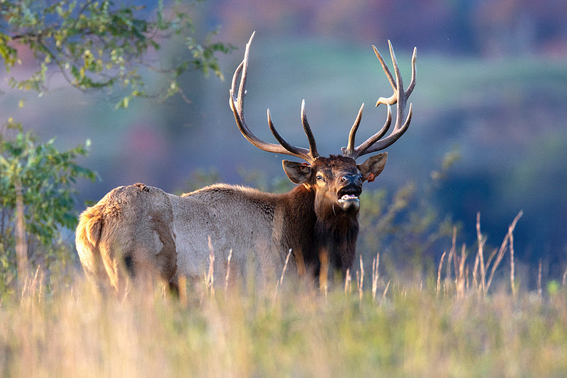 An elk bellows in a glade in the Tomblin Wildlife Management Area.