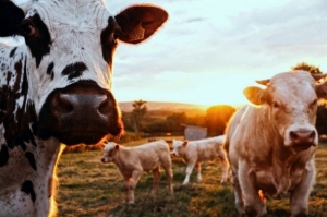 Dairy cattle graze in a meadow.