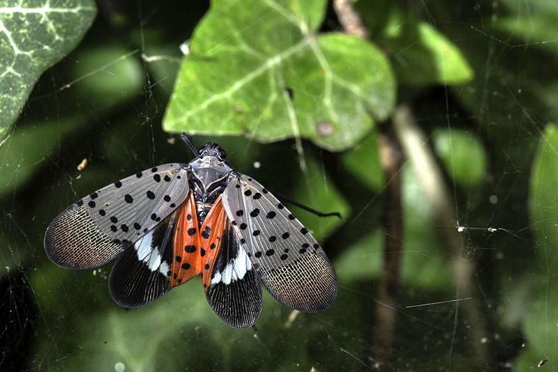 A spotted lanternfly (Lycorma delicatula) adult winged.