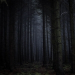 Deep forest in West Virginia