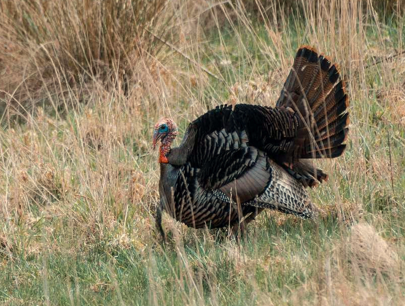 A wild tom turkey puffs up in a West Virginia glade.