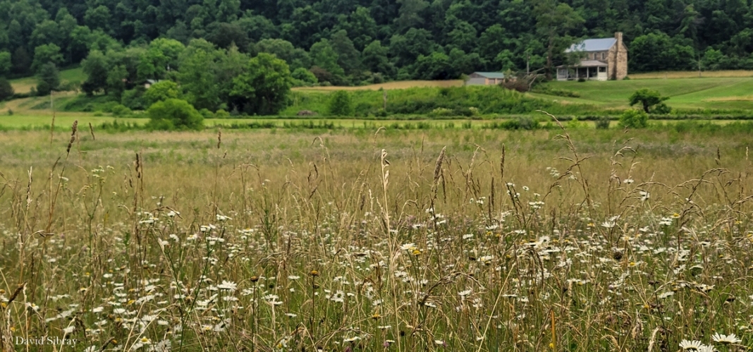 A field in Monroe County near Raines Corner, West Virginia, is ideal for attracting pollinators.