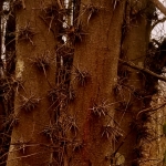 Honey Locust in West Virginia