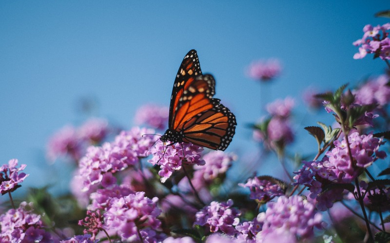 A monarch butterfly feeds on flowers.