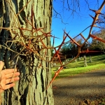 Thorns on Honey Locust Tree