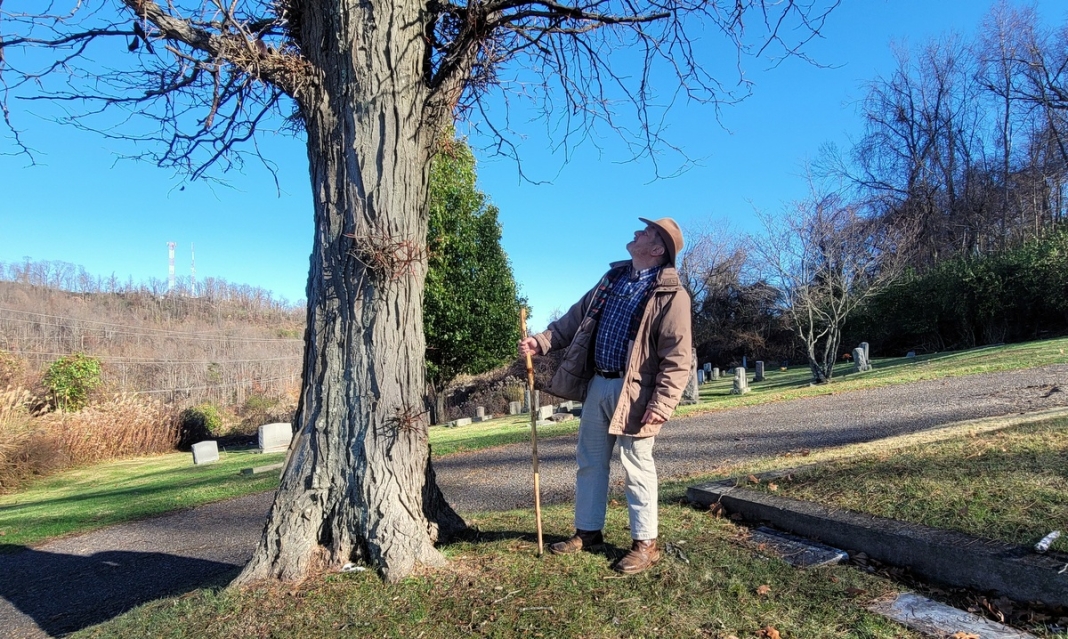 David Sibray inspects a thorny locust tree at Spring Hill Cemetery.