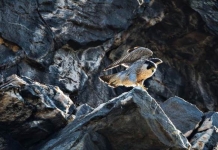 Harpers Ferry closes some climbing areas to protect falcons A peregrine falcon surveys Harpers Ferry from a cliff on Maryland Heights.