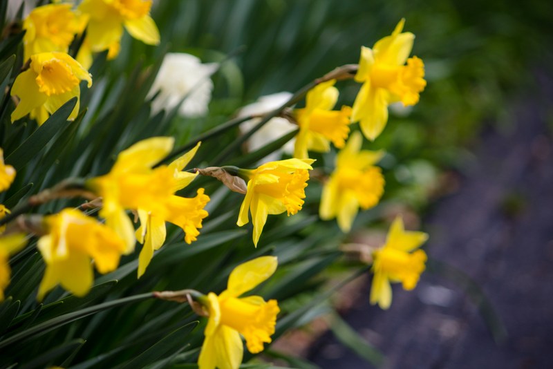 Daffodils blossom at a park in Wheeling, West Virginia.