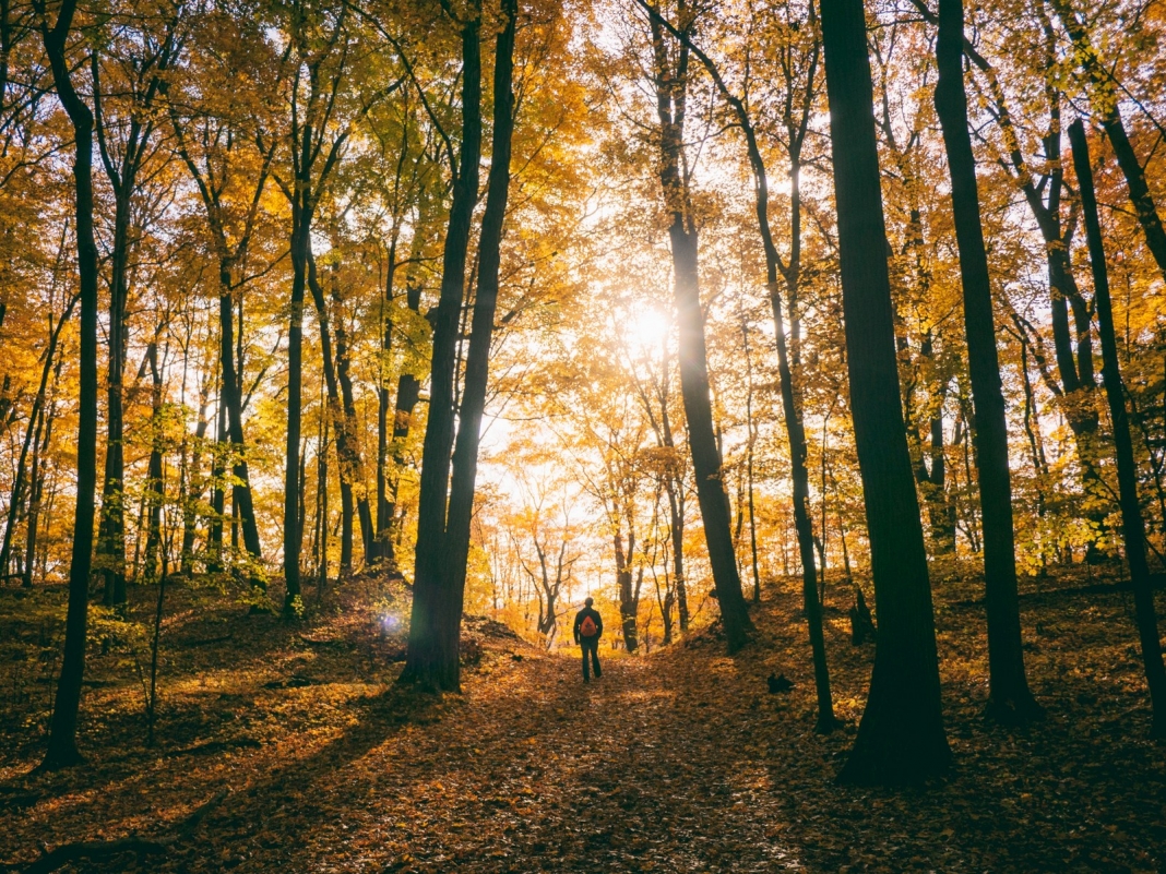 Forests cover 78 percent of the state's 15.4 millions acres of land, according to the W.Va. Division of Forestry.