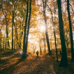 Forest in West Virginia