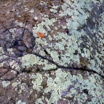 Lye-Making Rock