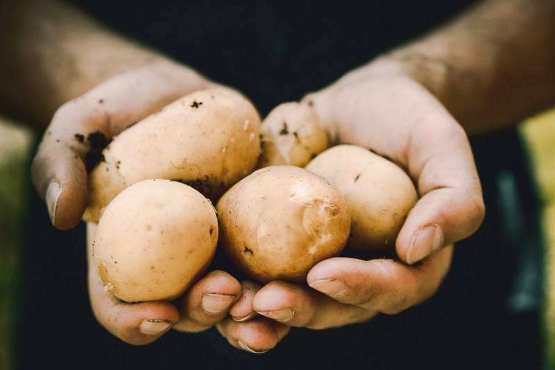Audits aim to verify fruits and vegetables are produced, packed, handled, and stored in the safest manner possible.