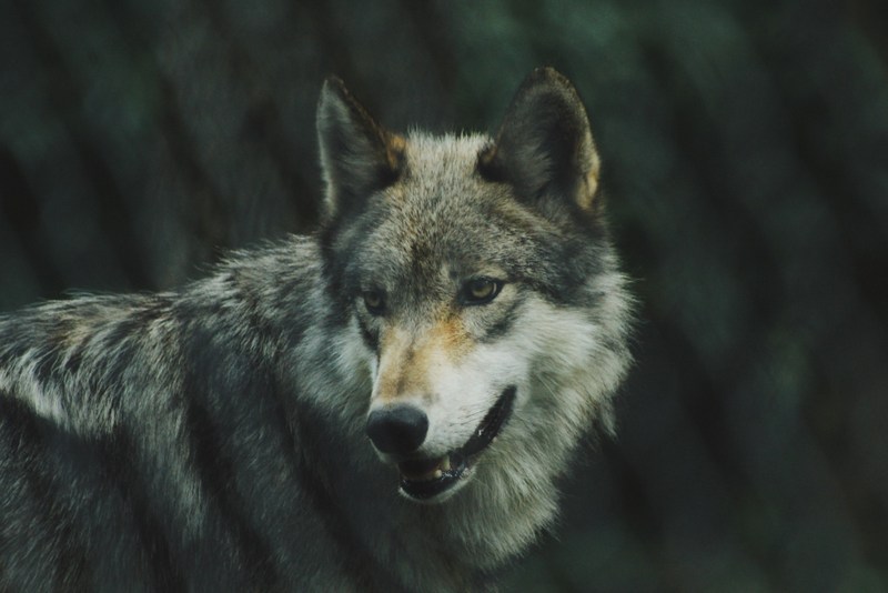 As far as is known, the last eastern wolf roamed West Virginia until it was taken in Webster County in 1897.