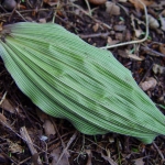 Aplectrum hyemale leaf