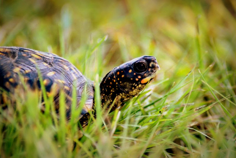 An eastern box turtle traverses a lawn in West Virginia. (Photo courtesy W.Va. Dept. of Commerce)