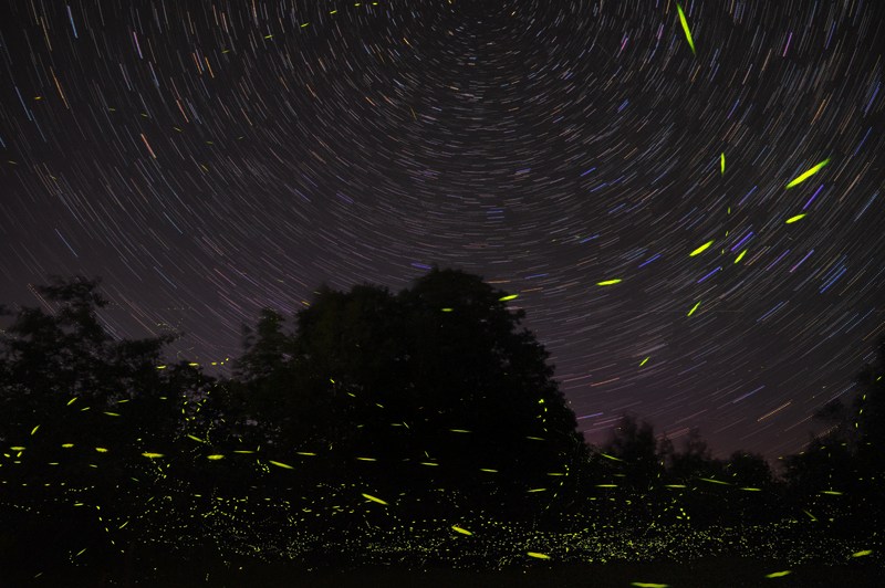 Lightning buys, also known as fireflies, dart around a backyard in a time-release photograph. (Photo: Mike Lewinski)