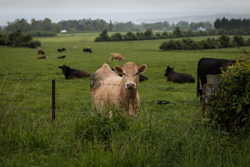 Livestock should have access to safe areas during threat of inclement weather.