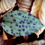 Tipularia discolor leaf