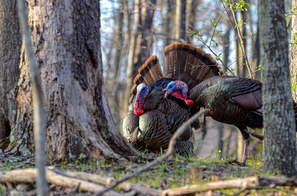 Wild turkey roam a woodland in northern West Virginia.
