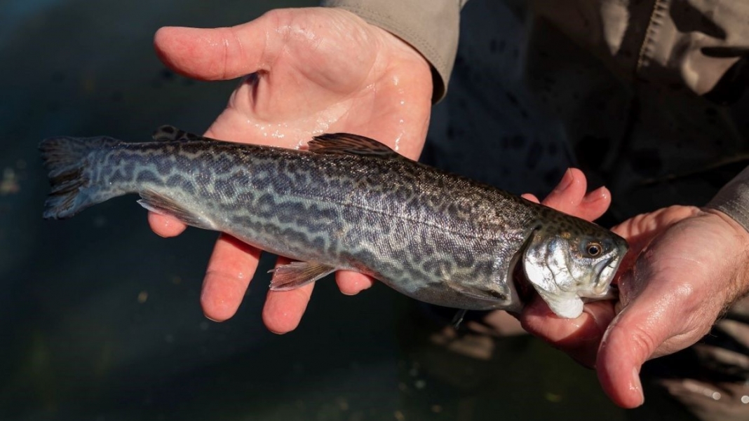 A W.Va. DNR biologist displays a striped tiger trout.